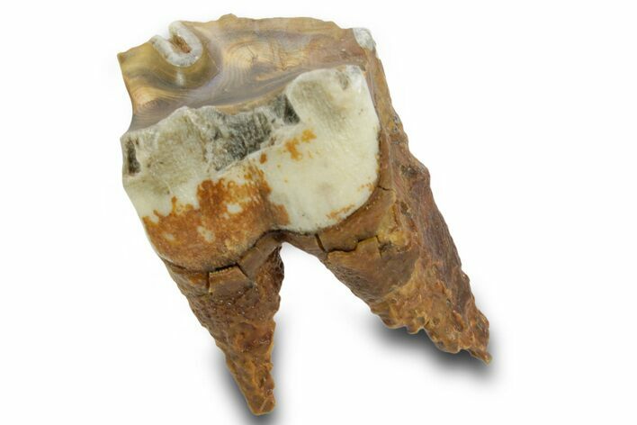 Fossil Woolly Rhino (Coelodonta) Tooth - Siberia #380726
